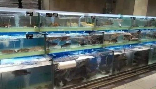 鱼有营养,可遇到这几种鱼就不要买,水产老板 自己人从不吃