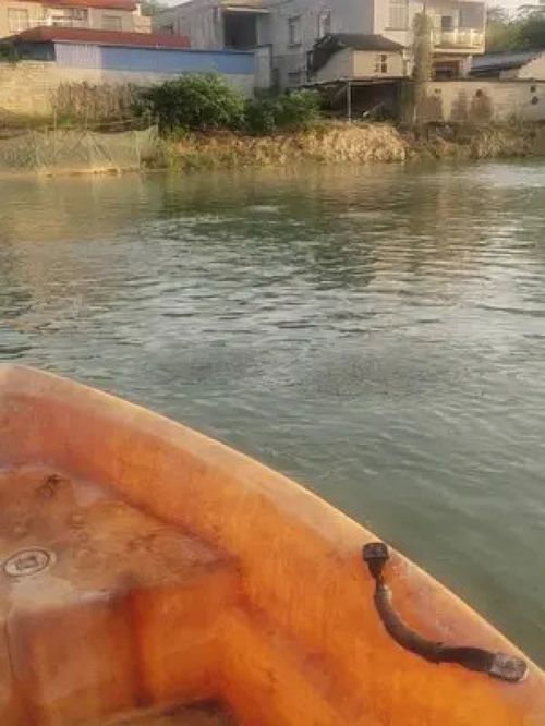 不知道鱼都在吃什么 又没有投东西 水产养殖 黄骨鱼养殖 草鱼苗