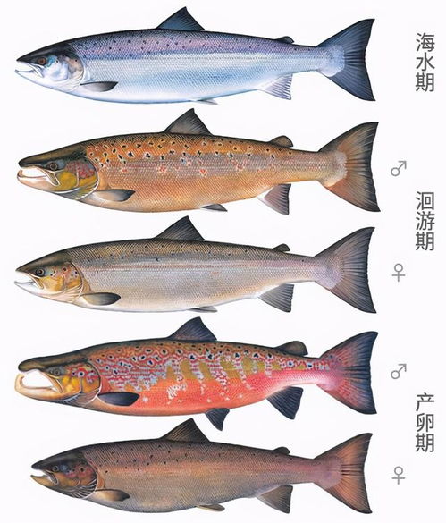鱼不吃不喝到底能活多久 丢水缸里的鱼,为何一年不喂也不会死