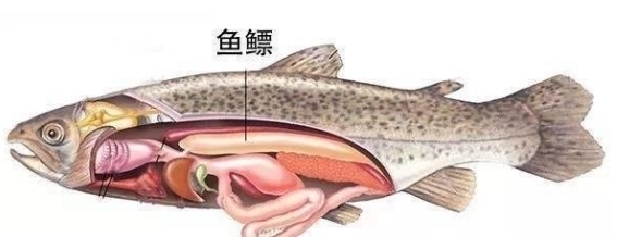 这种鱼不吃不喝能活4年,丢进水里反被淹死,堪称最"奇葩"物种