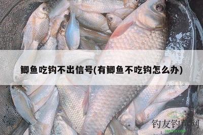 鲫鱼吃钩不出信号(有鲫鱼不吃钩怎么办)