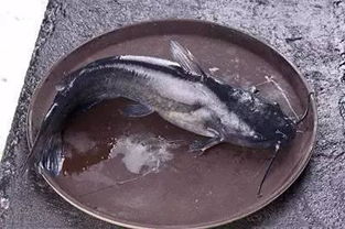 搭配错误会中毒 水产类食材相克知识,你不可不知