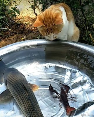 猫咪放着鱼不吃,非要去调戏龙虾,被夹的一"激灵"。