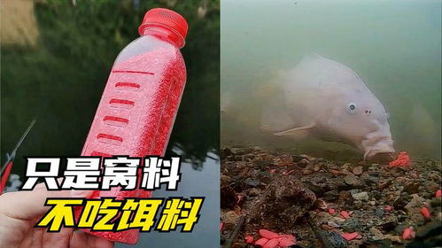 又学会一招,窝料太好吃鱼不吃饵料的解决办法,实践证明真实有效
