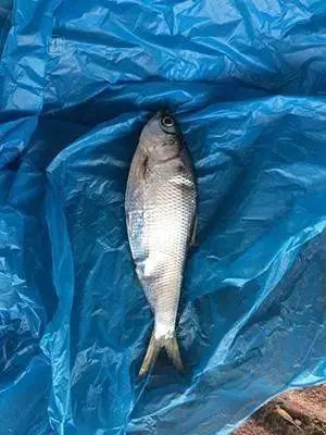 3种鱼再便宜也别买!重金属多还致癌,卖鱼的从来不吃