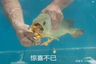 男子买回金龙鱼不吃不喝,可把他担心坏了,扒开嘴直呼发财了