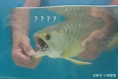 男子买回金龙鱼不吃不喝,可把他担心坏了,扒开嘴直呼发财了