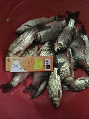 冬天鱼真的不吃饵料吗?