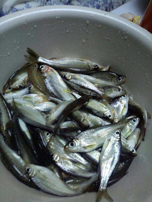 这款春季钓鲫鱼的饵料,腥味太重,尤其适合鱼不吃的情况下垂钓!