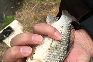 高!实在是高!初夏想要钓草鱼,不用这套技巧可真不行!
