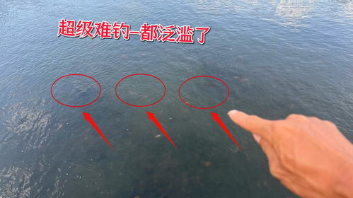 江西这种鱼不吃饵料 玉米 连蚯蚓也不吃,各路大神吱个招如何钓