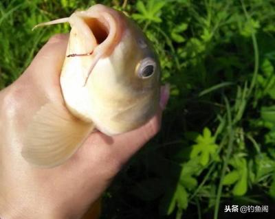 钓鱼剩下的饵料怎么处理?螺蛳拿回家炒着吃,鱼不吃我吃!
