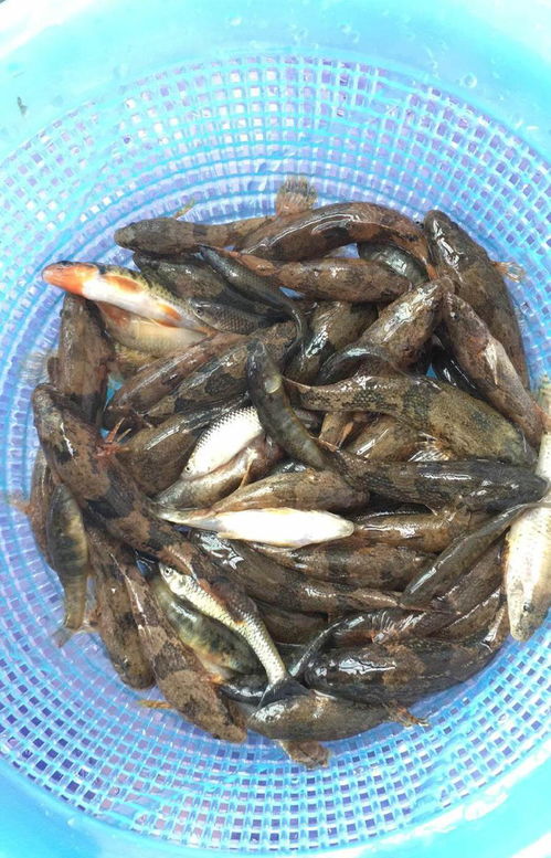河底一层黑色杂鱼,渔民捕获都不要,说是清道夫,能吃吗