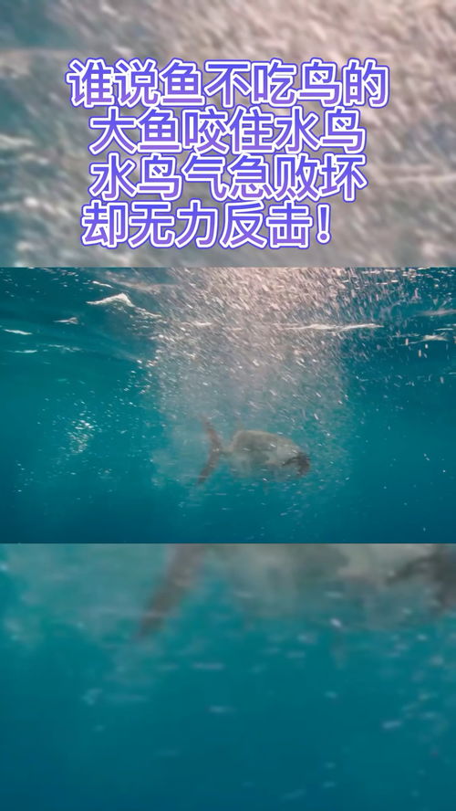 谁说鱼不吃鸟的 大鱼咬住水鸟,水鸟气急败坏,却无力反击