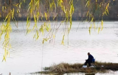 窝里有鱼不吃饵,急死钓鱼人,都是这些细节出了问题