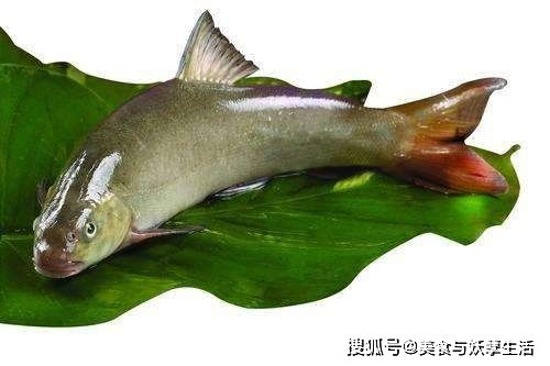 人称 龙凤之肉 ,清朝时是贡品,4年才长1斤,一斤可卖50元