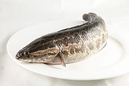 白癜风患者能否吃海鲜？鱼类是否可以食用？