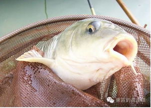 钓场疑云 鱼口背后的信任危机
