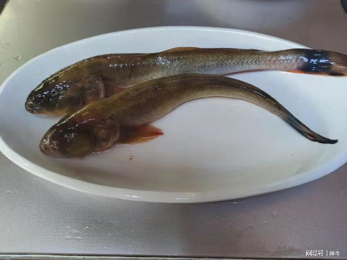 年夜饭吃海鱼，牢记“2鱼不吃，多吃4样”，美观大气寓意年年有余