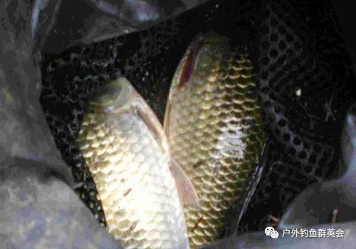 还在为鱼不吃钩困扰？老钓友为你指明五大诱因